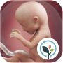 Pregnancy App & Baby Tracker